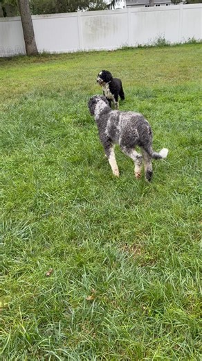 5.1K views · 156 reactions | Sebastian checking in on this rainy day. Nothing new to report. He’s still staying away from the humans but doing well with dogs. We will continue to give him his space and the time he needs to start trusting us  | Peyton's Place Animal Rescue, an AJL Rescue | Facebook