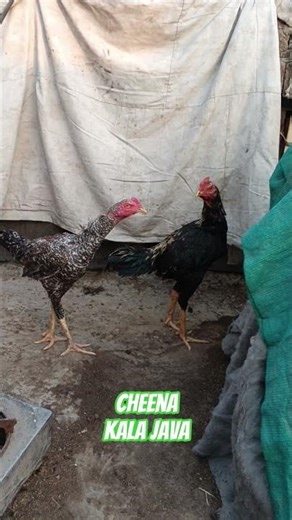 Cheena ,Kala Java Aseel lovers