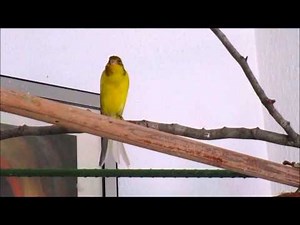 QUELQUES CONSEILS POUR FAVORISER LA REPRODUCTION DES CANARIS