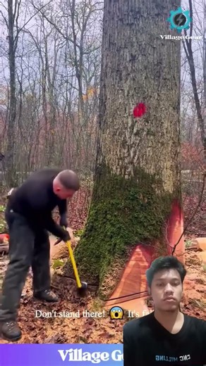 POV: You've About to Witness a GIANT Tree Fall! 🤯 My Ancient Was Through the ROOF #tree #fail