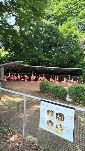 2026.05.22 서울대공원 홍학