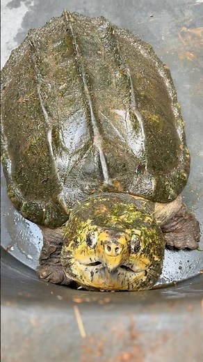 Alligator Snapping Turtle ESCAPED!! #alligatorsnappingturtle #reptiles #turtles