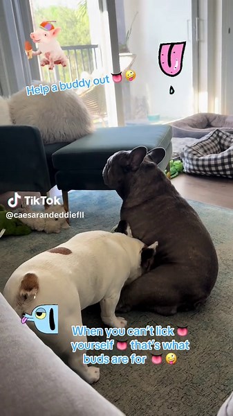 Buds helping each other out 👅 #frenchie #frenchiesoftiktok #dogsoftiktok #fyp #lick #frenchielove #dogsoftiktok