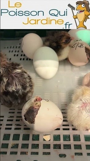 🐣 Éclosion des poussins – Le miracle de la vie 🌿💛