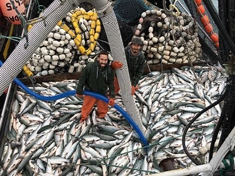 Amazing World Big Catch Trawler Fishing Boat - Lot Of Live Fish Catching At Sea