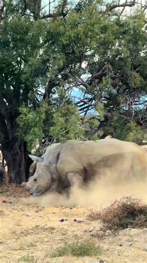 A rhinoceros drives a family of cheetahs away