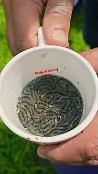 External Fertilization in Frog class 7th