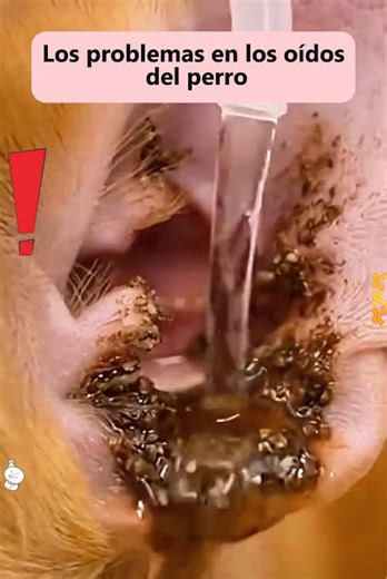 Ear mites are causing it pain—help it right away! #dogs #pethealth #dogsoftiktok #pet #puppy