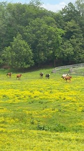 1.1M views · 37K reactions | Morning routine feeding the girls #horsemorning #horsefeeding #morningfarm | Marissa Wells | Facebook