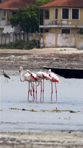 Lesser flamingo. Short video 4K-UHD Birds Photography | Wild Video | Wildlife Animals.