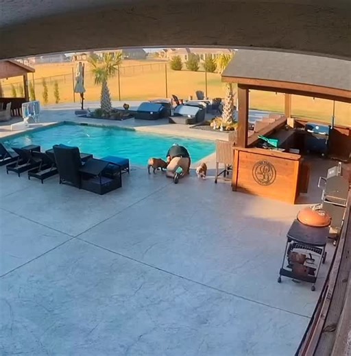 Englishbulldog universe on Instagram: "Thankful uncle Matzy was out watching the dogs this could have gone bad! Tucker was sick of her sh!t lol Follow us👉 @englishbulldog.universe Follow us👉 @englishbulldog.universe Follow us👉 @englishbulldog.universe Credit 📸 : lacy_alma_gracie_tucker on TikTok (For credit/removal, kindly DM us.) ⚠️ No copyright infringement intended. All rights belong to their rightful owners. If you encounter any issues, please reach out—we’ll be happy to resolve them. ☺️