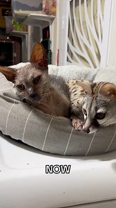 106K views · 4K reactions | Just a werewolf and his cat-fox-lemur-weasle  #genet #bffs #animals #cat | Kinkatopia | Facebook