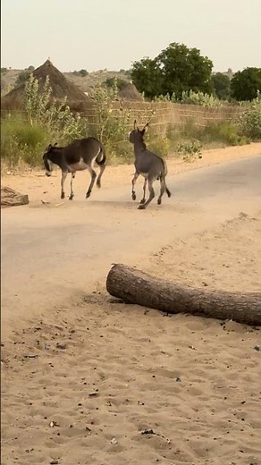 حمير غاضبة تتشاجر على الطريق | Donkey first time | Nature Animals World 🌎