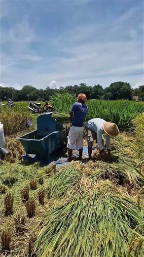 A simple tool that is useful for harvesting rice plants -Agriculture farming #shorts