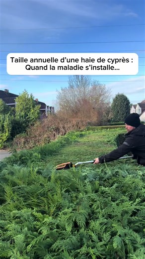 Taille annuelle d’une haie de cyprès : entretien essentiel