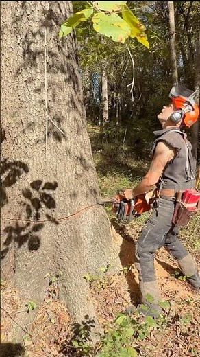 #husqvarna #372 #logger #logging #timberfaller #treefelling #firewood #eastcoast #bbr #chainsaws