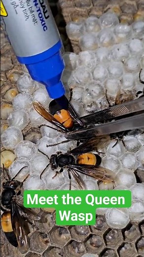 Meet the Queen Wasp