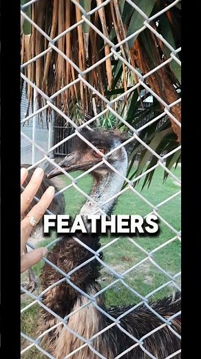 Interesting Facts About Emus