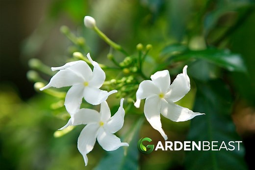 Star Jasmine Guide: How to Grow & Care for “Trachelospermum Jasminoides”