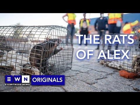 "They are not scared of people" - Dealing with the rat infestation in Alexandra