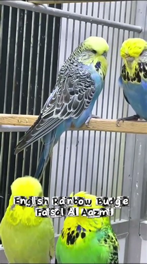 English Rainbow Budgies|Budgie breeding| طيور البادجي الاسترالي|بادجي قوس قزح