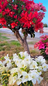 47K views · 2.5K reactions | 4 varieties bougainvillea #milesbougainvillea | Miles Bougainvillea Gensan | Facebook