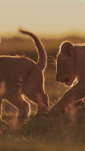 three lion cubs playing in the grass