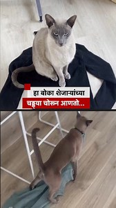 340K views · 4.3K reactions | हा बोका शेजाऱ्यांच्या चड्ड्या, मोजे चोरून आणतो... #animals #cats | BBC News Marathi | Facebook