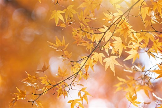 Why Do We Love Fall So Much? There Are 5 Scientific Reasons, Says a Cleveland Clinic Expert