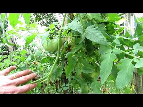 A Tomato Tour of 45 Different Varieties of Tomato Plants with a Table of Contents: Favorites & Tips