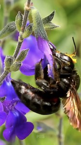 17 reactions | #carpenterbees #bee #bees #insects #insectfacts #nature #naturefacts #naturelovers #beelove #honeybee Valley carpenter bees, with their short tongues, struggle to sip nectar from tubular flowers. Their solution? Use their strong mandibles to cut into the flowers and take the nectar. This act, known as nectar robbing, doesn't benefit the plants as these large, fluffy bees don't pollinate them. | Critters On Demand | Facebook
