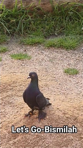 Game Bird Takeoff. Professional Performance Game Bird Groom Birol Karalı