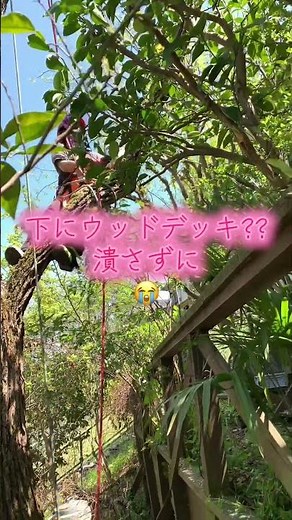 今回造園屋さんからのご依頼、枯れ木等伐採作業 #ツリークライミング #特殊伐採 #林業