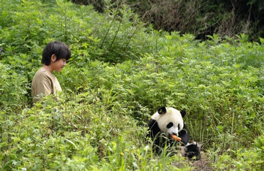 Moon, mi amigo panda. Una nueva historia llena de valores