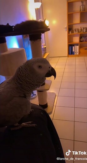 Cache-cache amusant à la maison avec Rio 🦜