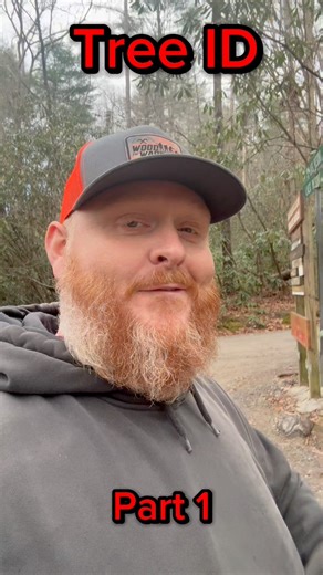 55K views · 1.7K reactions | Tree identification part 1 #trees #learn #knowledge #information #firewood | Foothills Firewood | Facebook