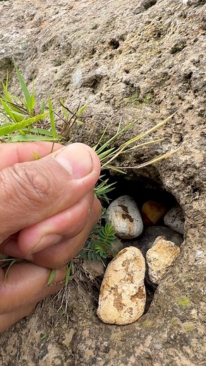 145K views · 1K reactions | Traditional gold mining | Amrin Prospecting | Facebook