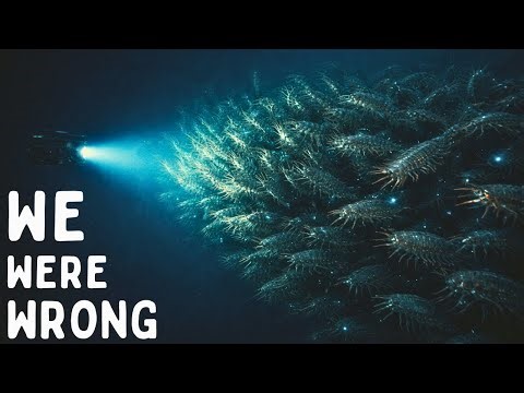 Mariana Trench Creatures You Have ZERO Chance Surviving