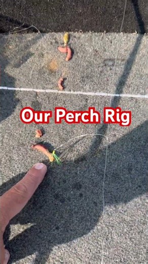This is the perch rig we are using to catch the perch.#fishing #fishingtechniques #fish #perch