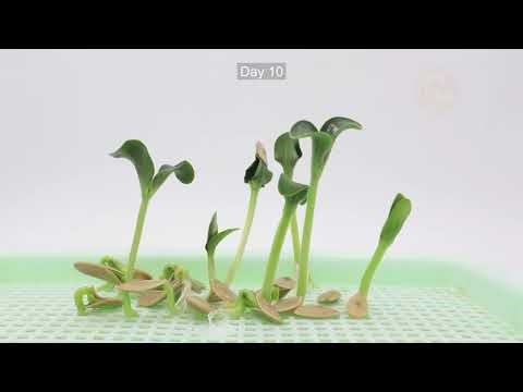 (With Quiz) Pumpkin seeds germinating soilless