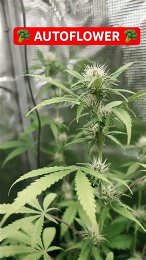 HOW I GROW WEED 🥦 #upgrade #chill #diy #420 #growtips