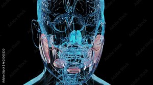 human salivary glands anatomy, human digestive mouth, sublingual , submandibular and parotid gland, Produce of saliva through a system of ducts, under and behind the jaw, 3d render vídeo de Stock