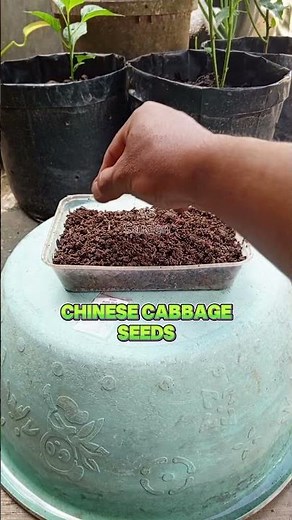 Growing cabbage from seeds at home #garden #farmer #plants #cabbage #growcabbage
