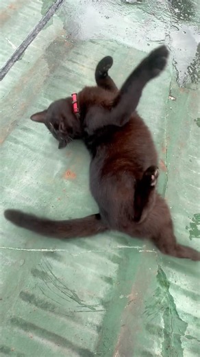 #tommycat morning exercise