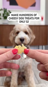 449K views · 6.1K reactions | DID SOMEONE SAY CHEESE襤 recipe below! Here’s how to make hundreds of cheesy dog treats for only $2. You’ll need: ✅sliced cheese (we used Swiss) ✅parchment paper ✔️Put the stacks of cheese on top of eachother ✔️Cut into small squares ✔️Bake at 250F for 30 minutes Hope your dog loves these treats too! #dogtreats #dogtreat #doggytreats #trainingtreats #dogsnack | That Dood Knox | Facebook