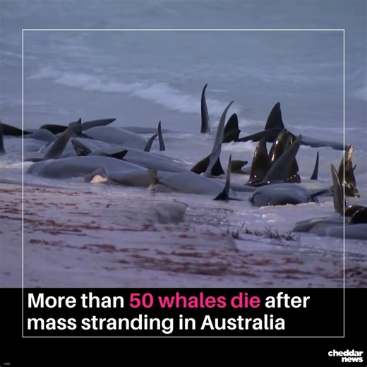 3.1K views · 24 reactions | More than 50 whales have died in a...