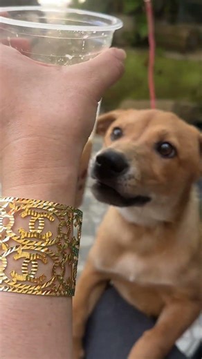 My funny & lucky dog ❤️🤣🎶