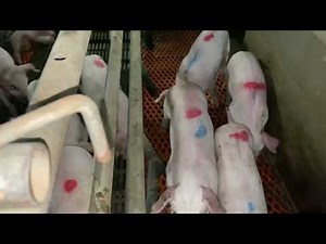 1日に2度の注射をされた下痢豚たち
