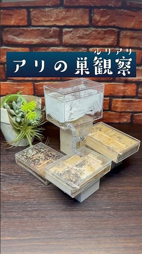 🔍アリの巣観察 “ルリアリ” #アリ観察 #ants #蟻の巣 #アリ飼育 #ルリアリ #アリの巣 #昆虫 #shorts