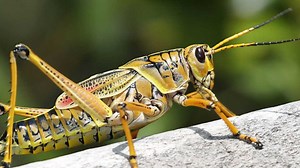 Invent an Insect | Lesson Plan